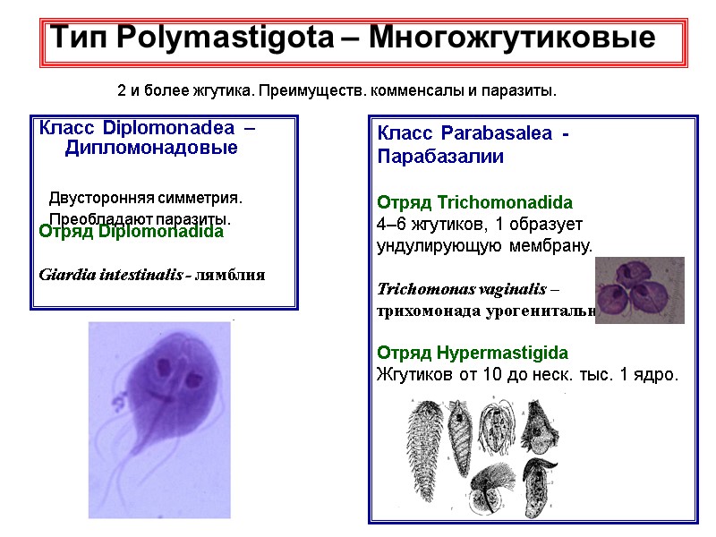 Тип Polymastigota – Многожгутиковые 2 и более жгутика. Преимуществ. комменсалы и паразиты. Класс Parabasalea
